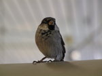 SX02911 Little birdie in Schiphol airport - House Sparrow (Passer Domesticus).jpg